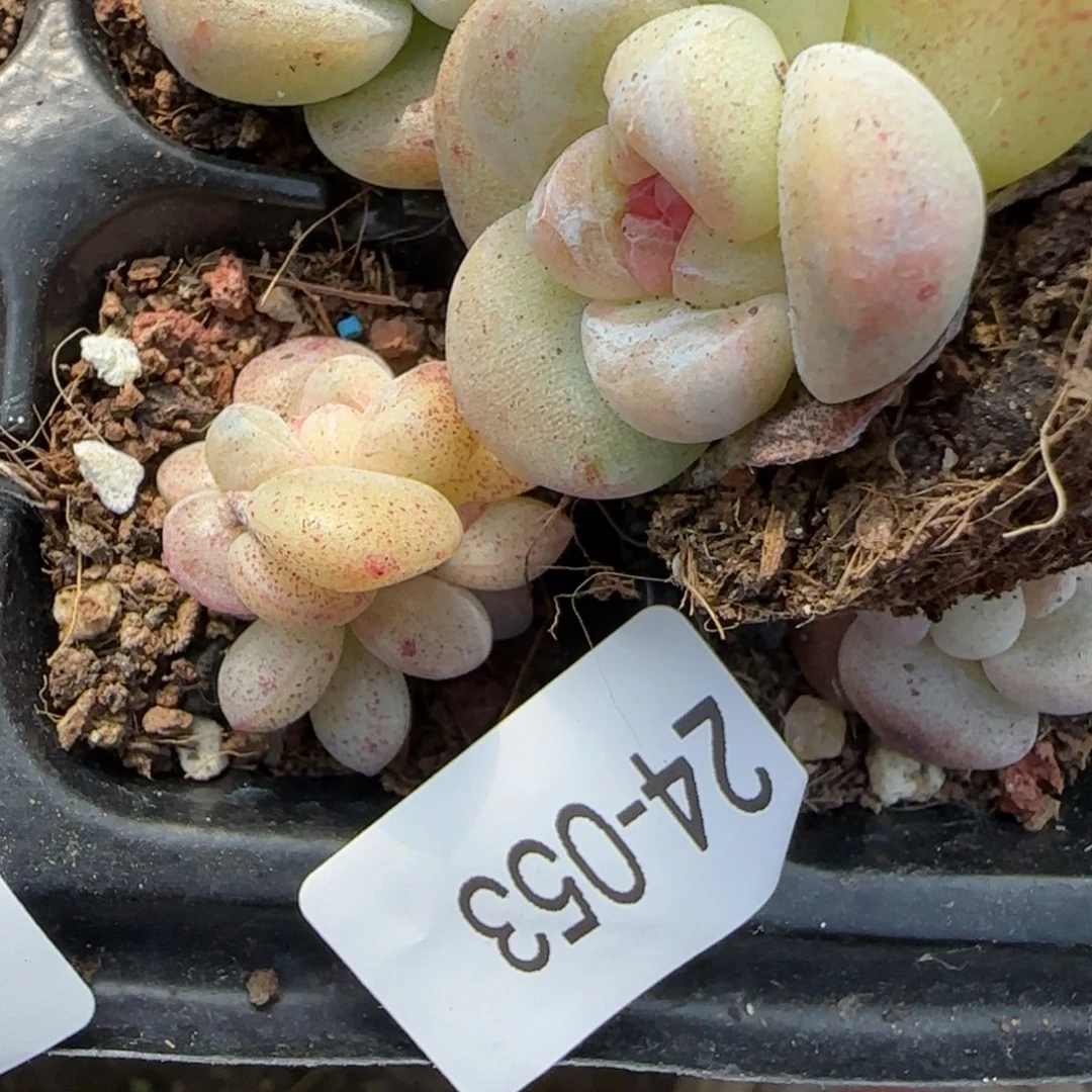 莫***空小卡拉米糖心一物一拍