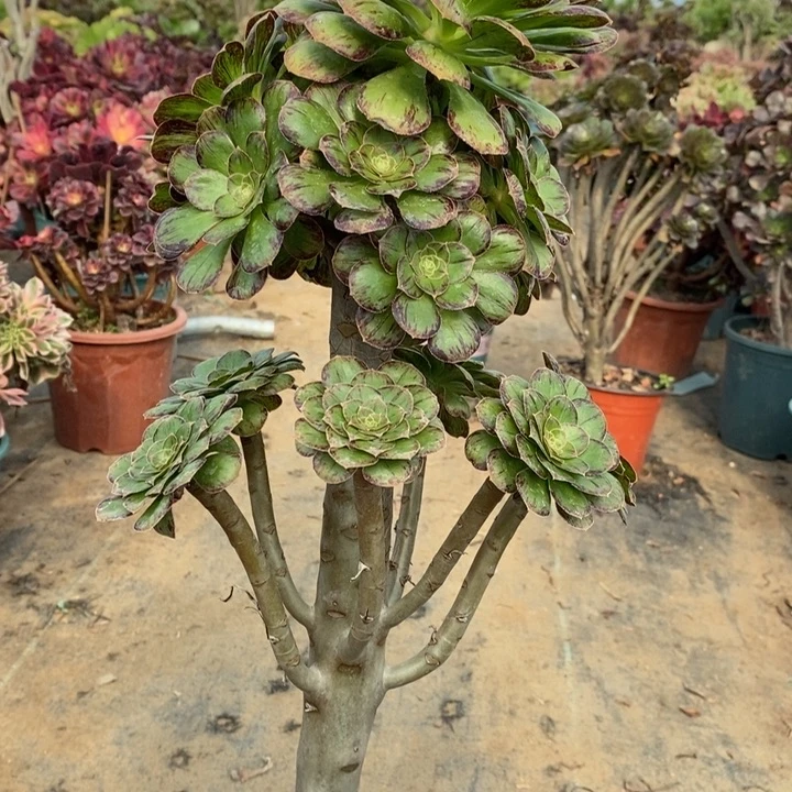 ｖ锦77多肉植物法师法师