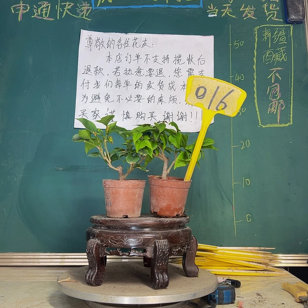 当前无花栽培后可以开花绿叶水晶掌中宝 倾城掌中宝016