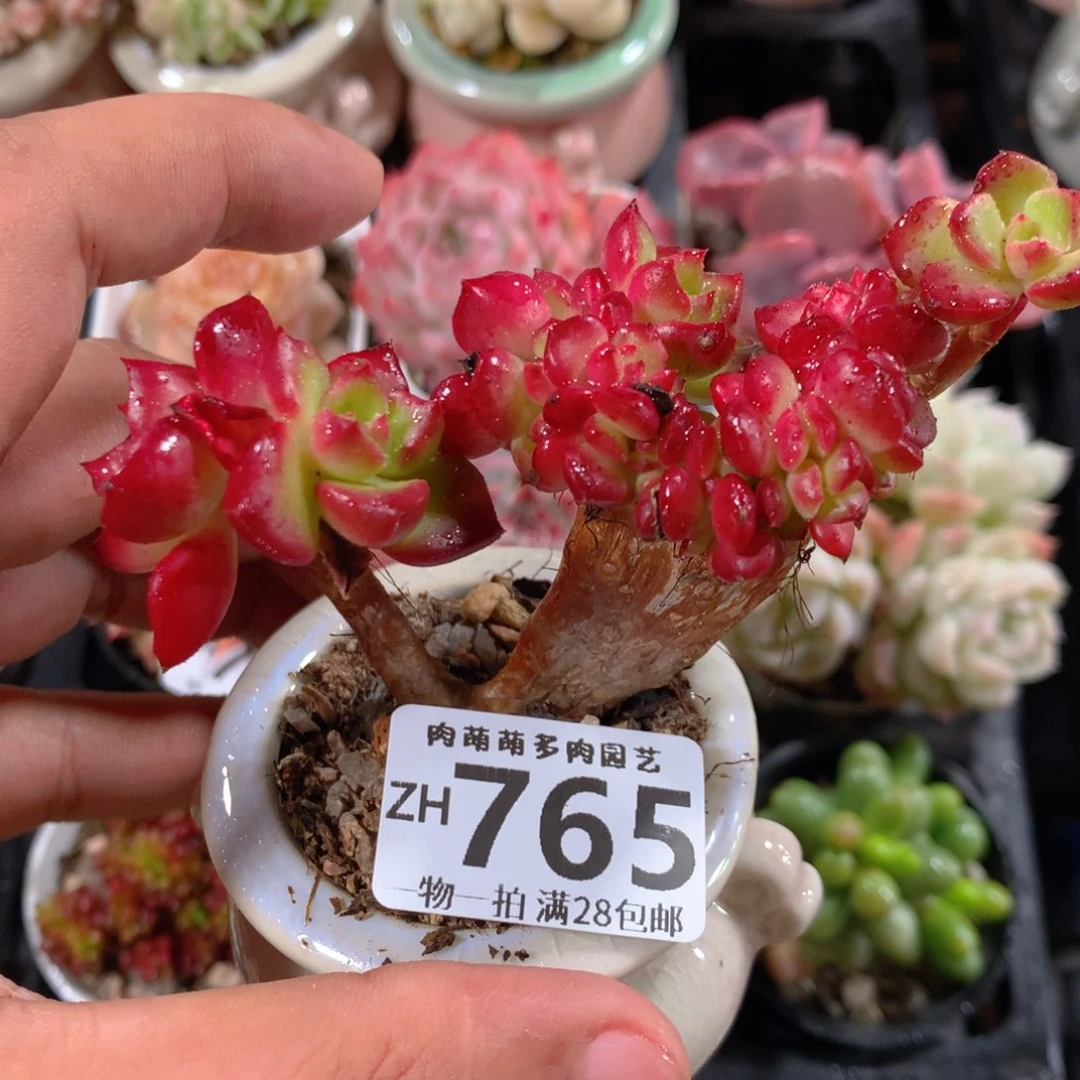 5CM拇指盆精控多肉ZH765