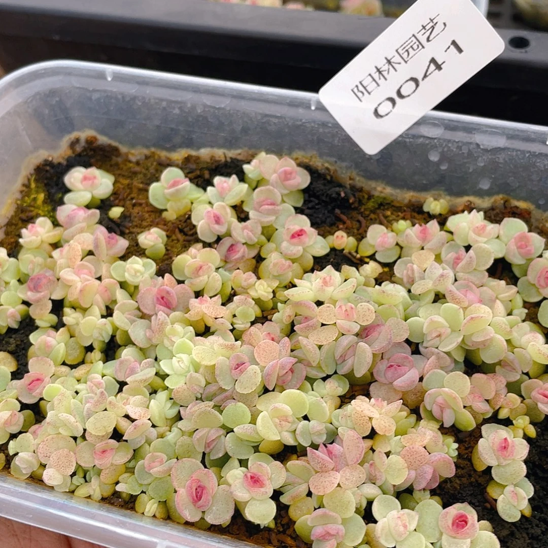 t***i多肉植物多肉植物