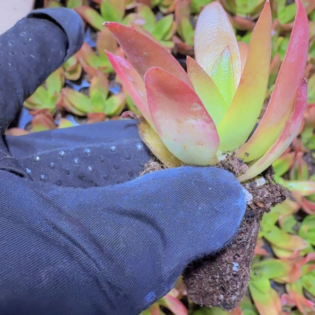 精品火祭两米三颗