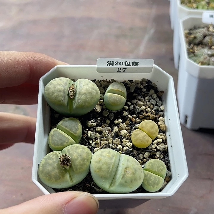 无花朵27、绿神迪、、、