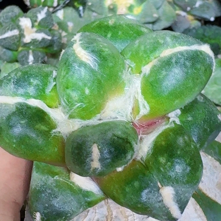 无花朵苗接大尤蛋尤193