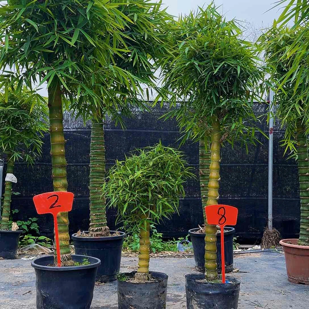 红陶佛肚竹88888