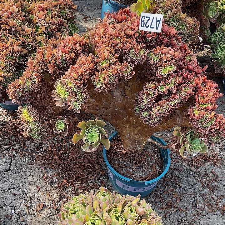 玫瑰法师15/—52不包邮