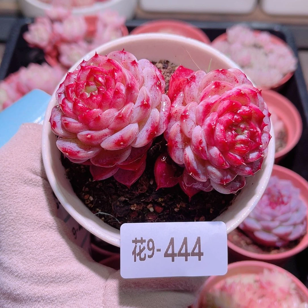 花利美9-444天鹅绒