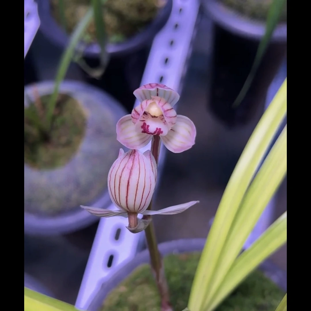 莲瓣兰宫莲正格荷瓣3苗连体云南原生老种花期带花顺丰包邮