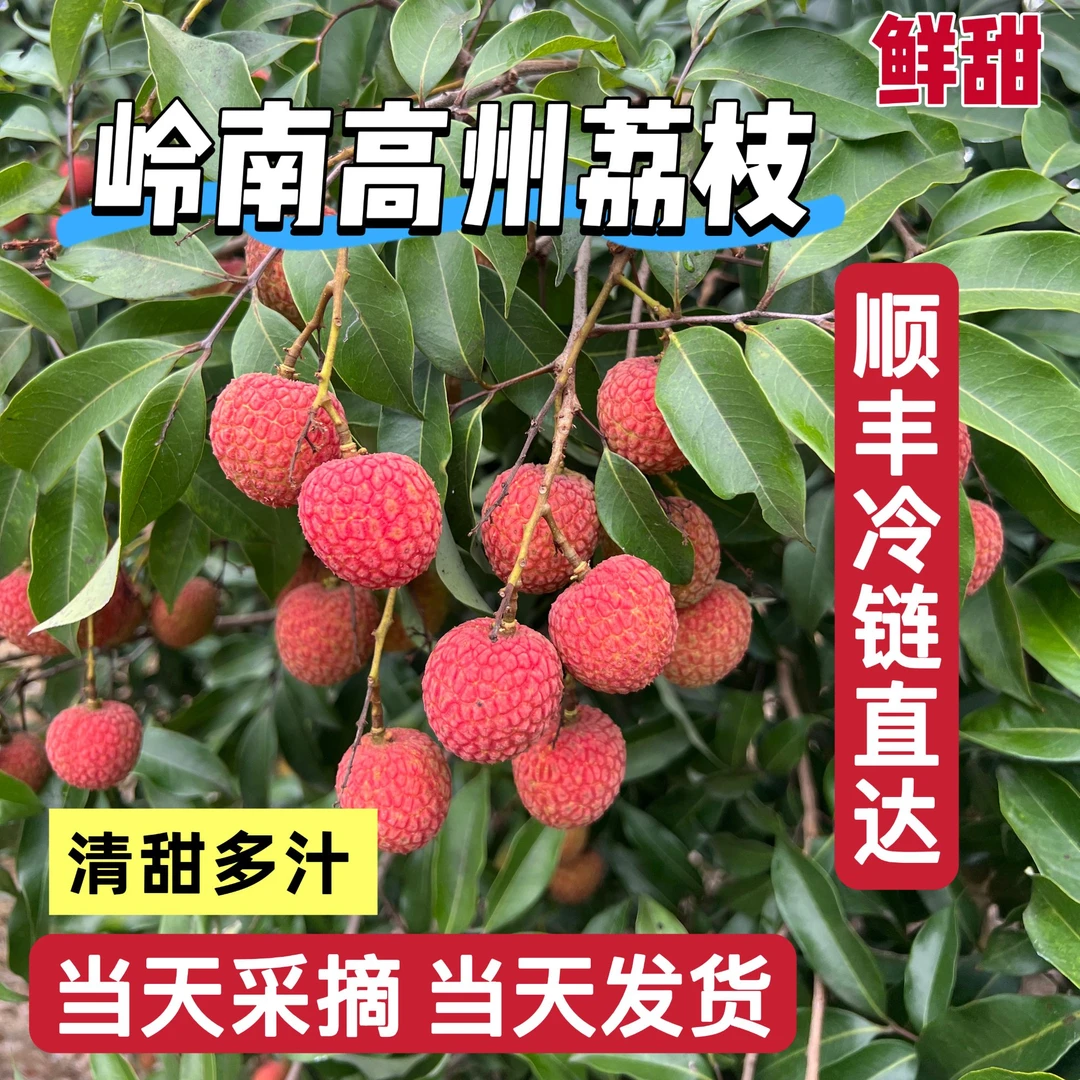 【京东顺丰冷链包邮】当季整箱现摘现发高州白糖罂老树荔枝清甜爽口