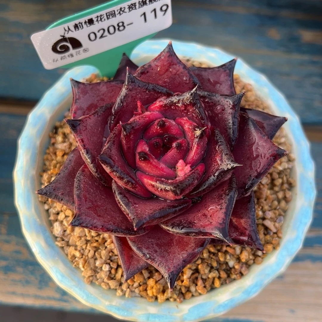 从前慢多肉精选编号0208.119