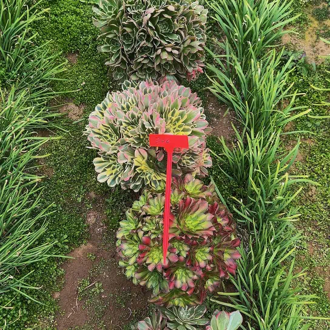 ?**?300四颗哦哦哦