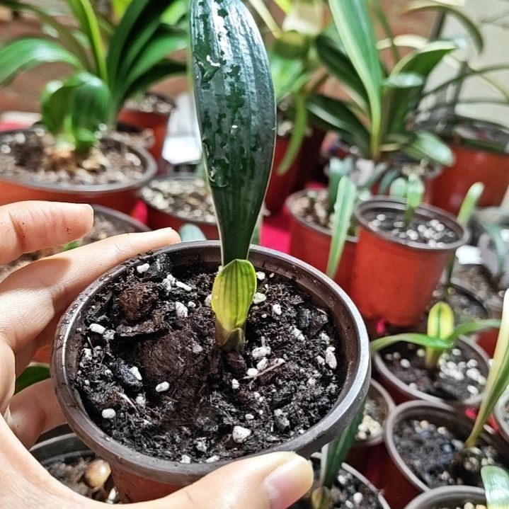 当前无花栽培后可以开花佛光点卷未出卷的佛