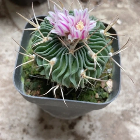 多路香入味3米仙人球