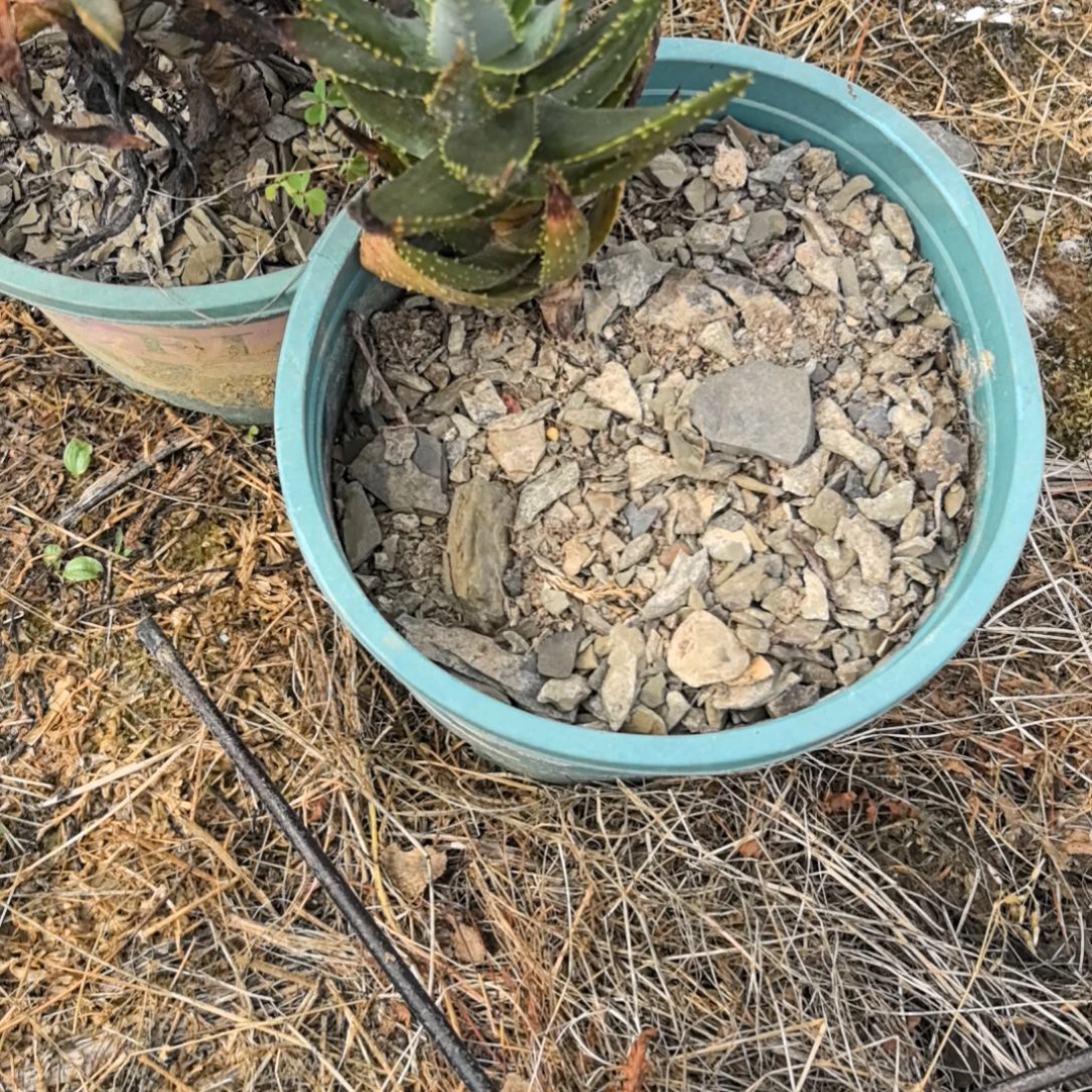 ?****?双头萨洛蒙12335500852222223