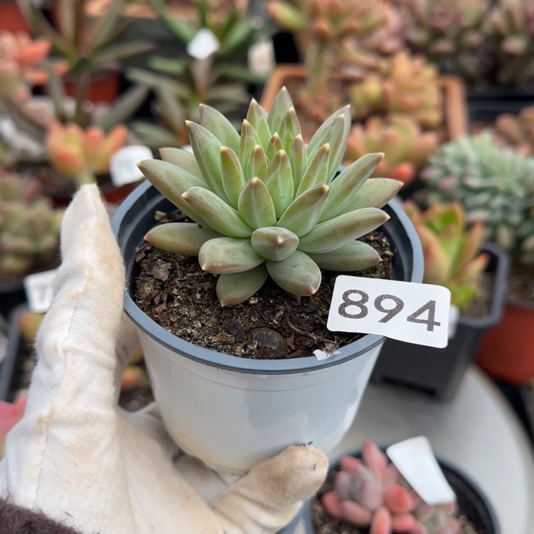 894号一物一拍一物一拍