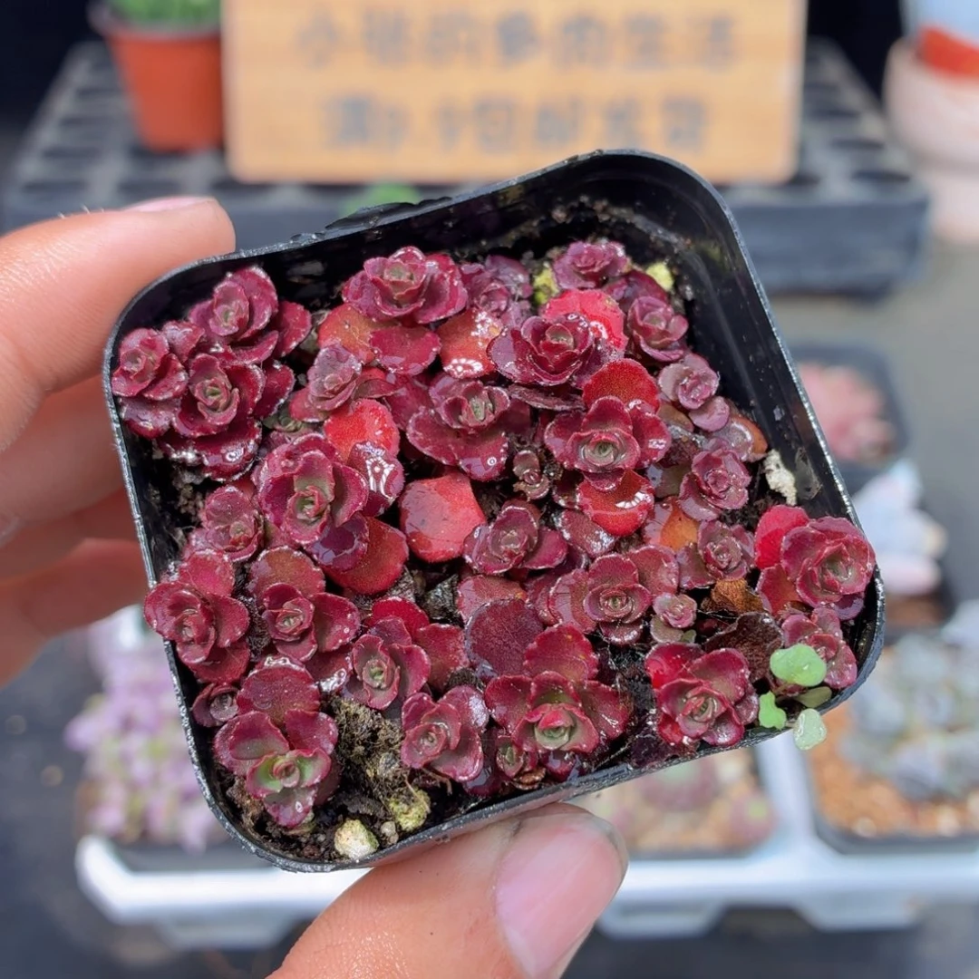 小球玫瑰多肉9.9包邮发货