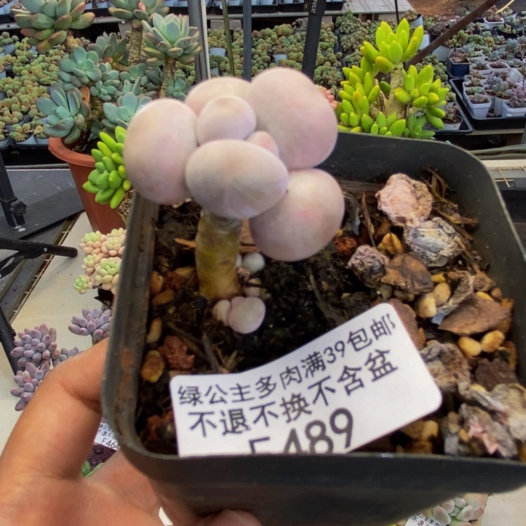 489橙奶多肉肉2c m