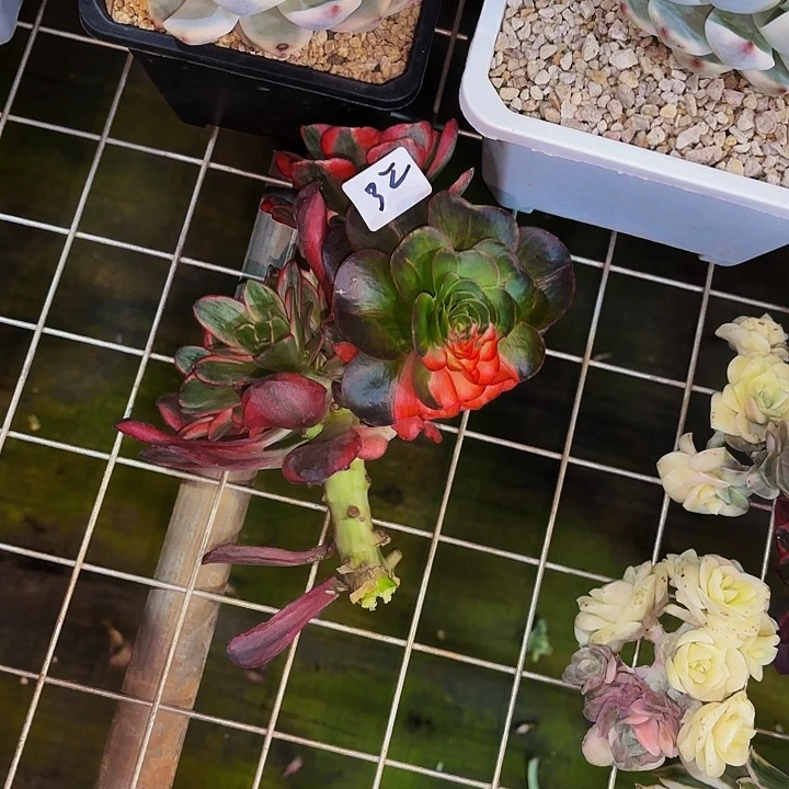 32多肉植物植物植物植物