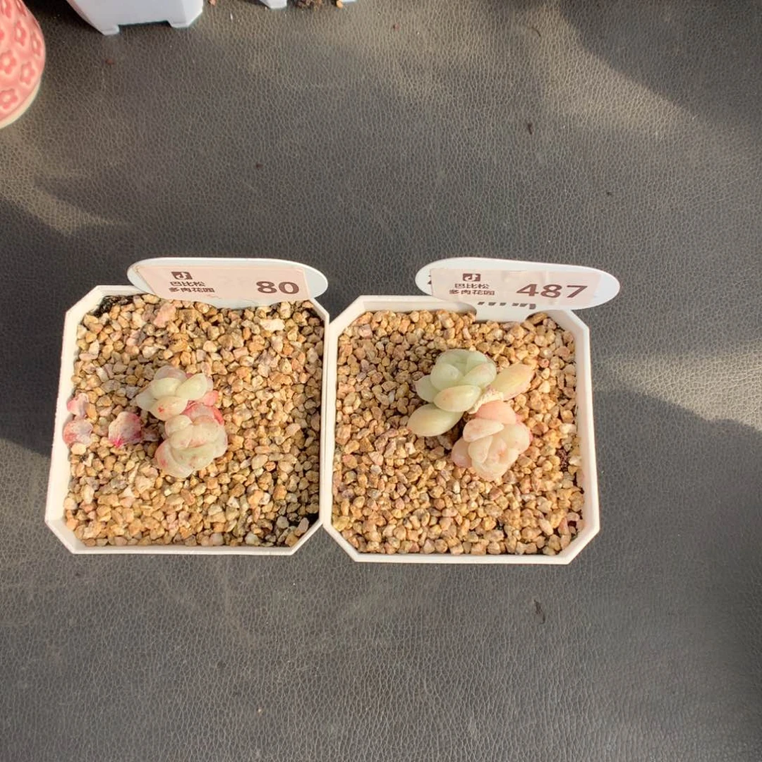 余*笙80-487冰玉石化两个多肉植物