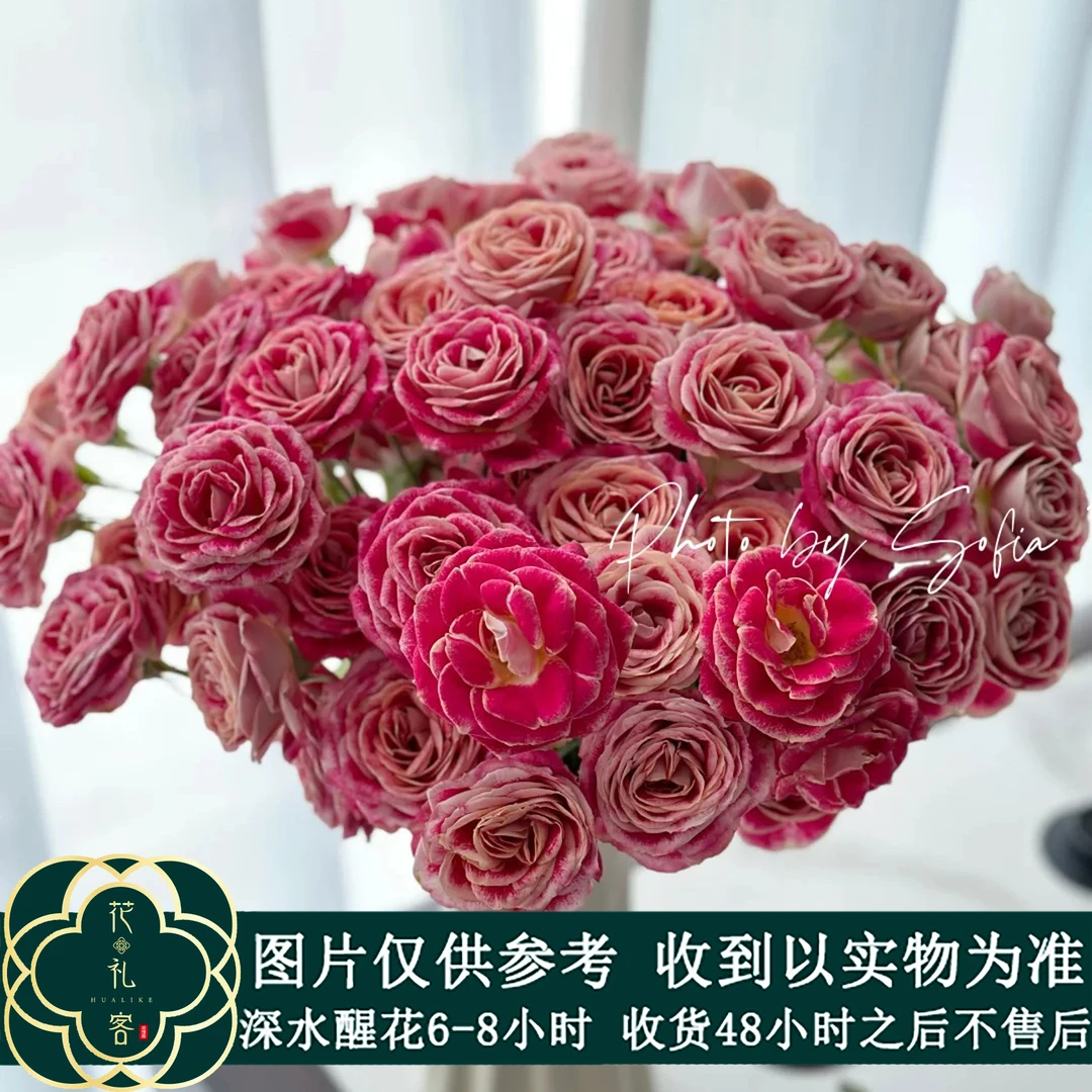 七叶花坊# 【油画】稀有小众玫瑰 高品质鲜花 顺丰直发