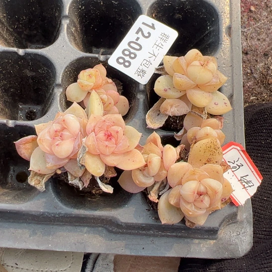 ?****?小卡拉米糖心一物一拍12-88