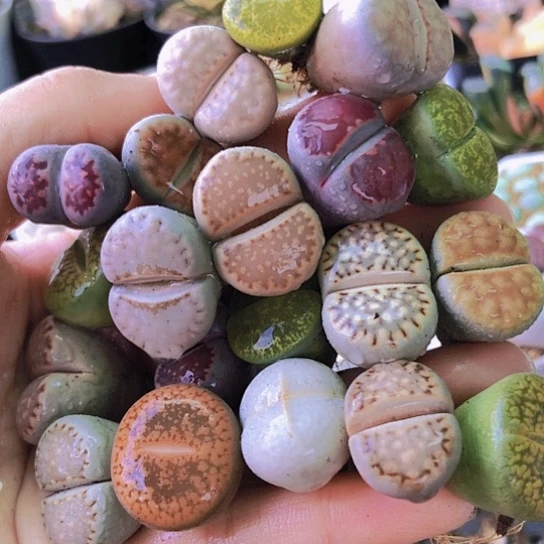 无花朵1410，20颗2厘米左右