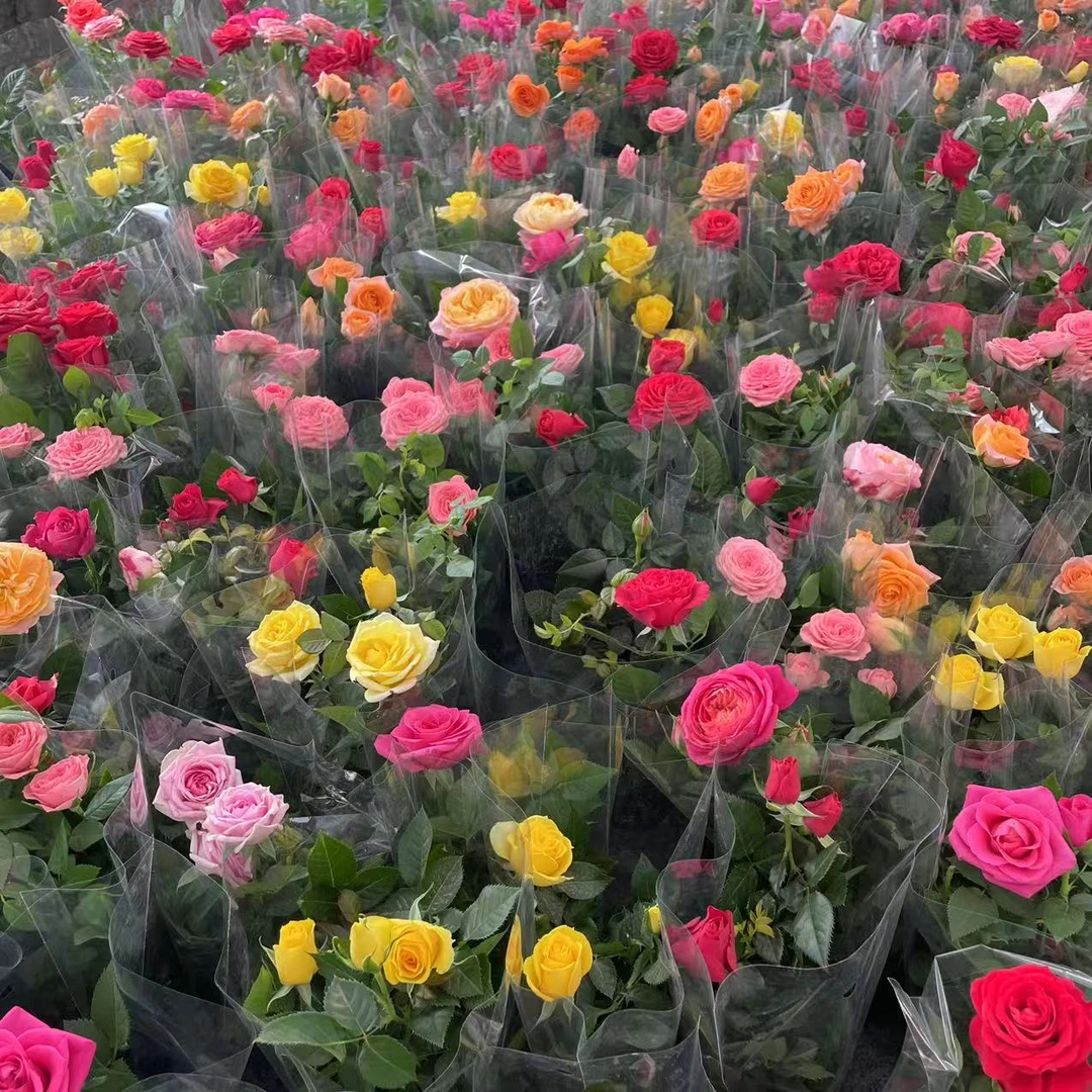 （新疆包邮）精品18色月季盆栽乌鲁木齐基地只发