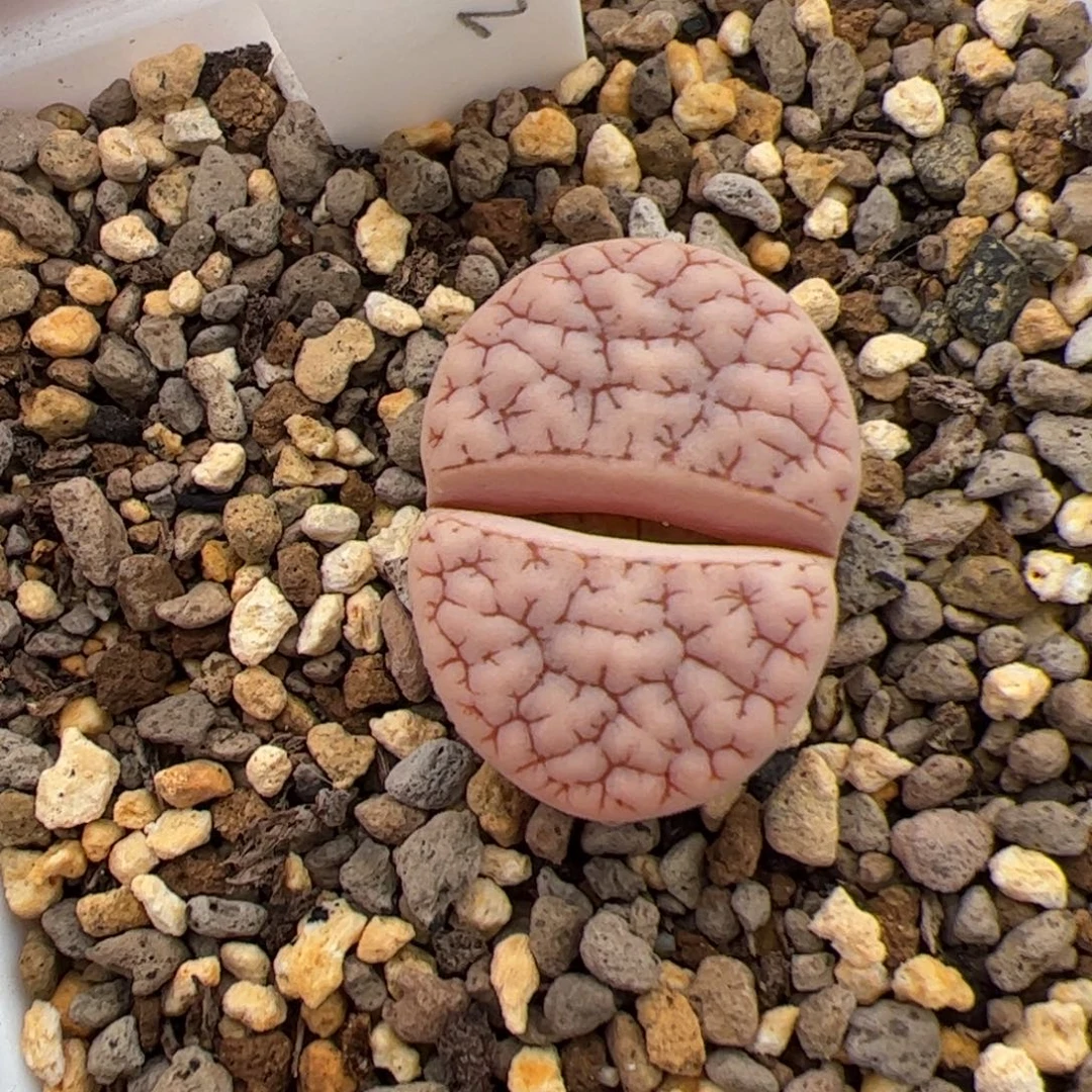 0351号oz189 多肉植物