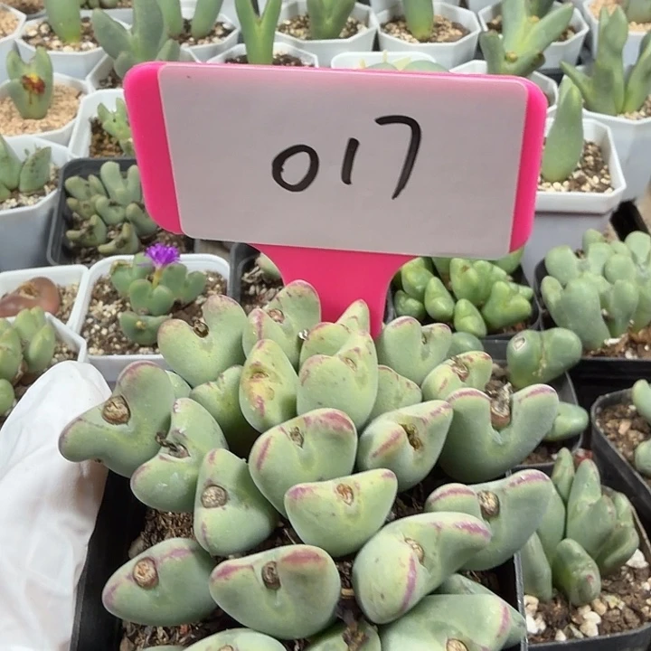 苹果手机在家里了么充电