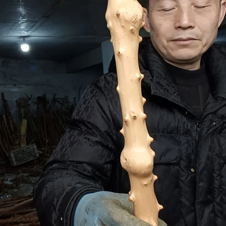 稳定木莲****心贵州檬子木   铁马鞭   根艺  半成品
