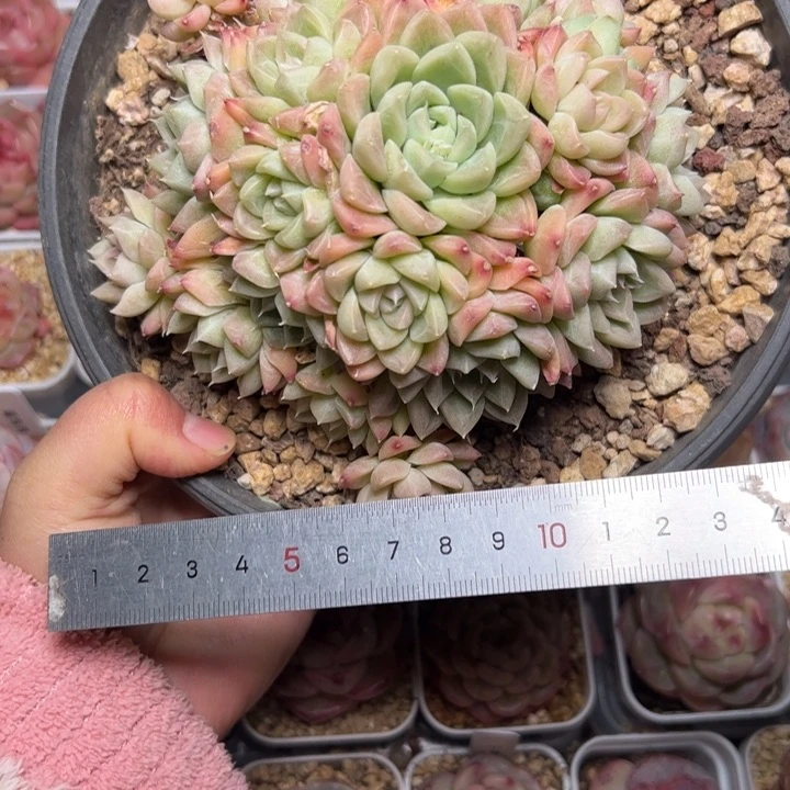 小*嗝028 多肉植物组合盆栽