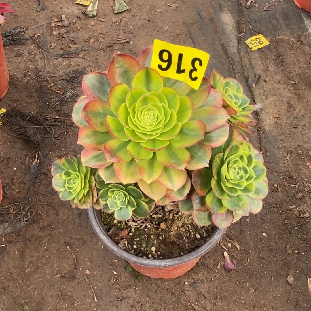 奶白多肉法师316