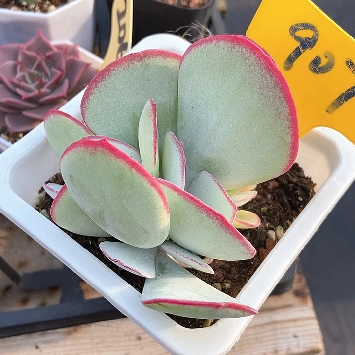 多肉植物白眉907