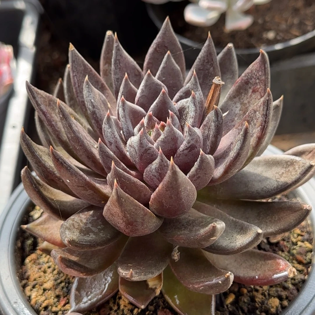 黑骑士一物一拍包装收缩花旱