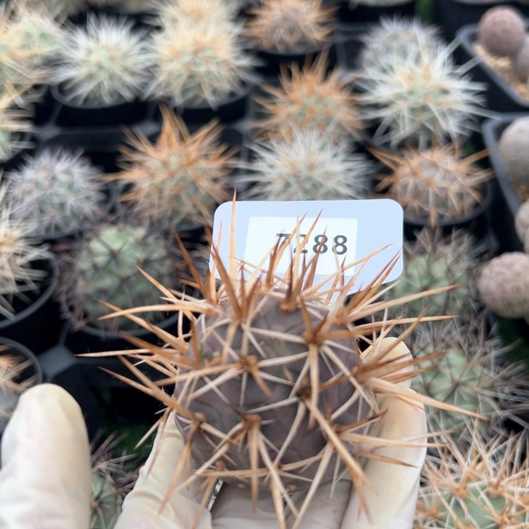 红陶奶**?7288专拍年后发