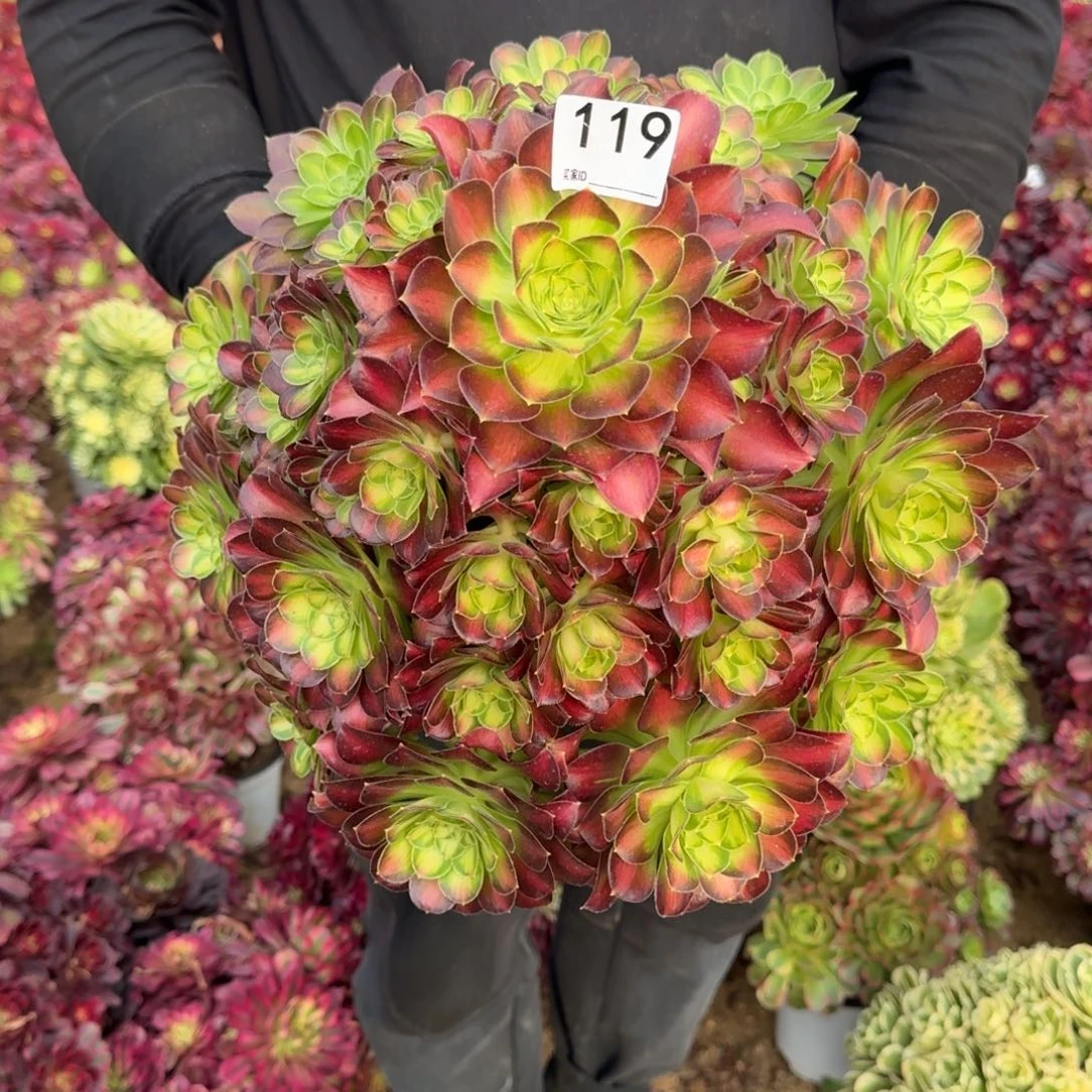 119韶华多肉植物