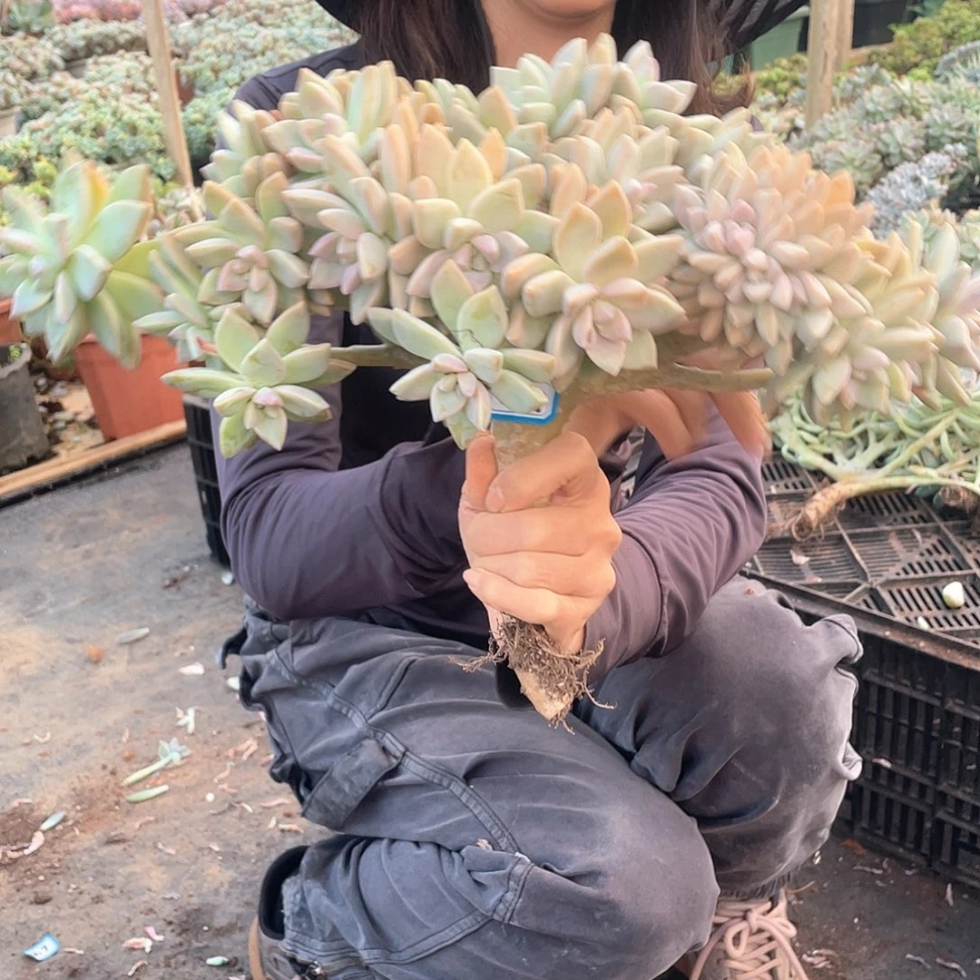667 一物一拍淡雪缀