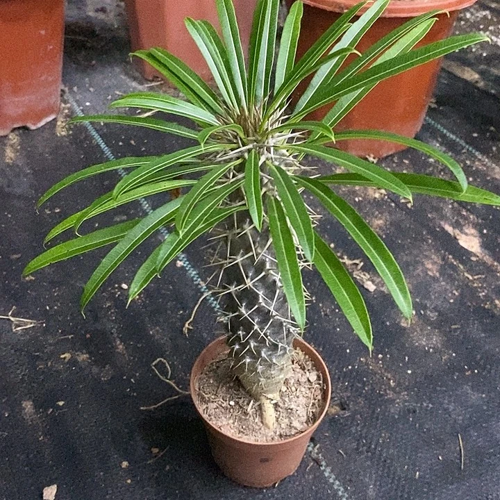 霸王树一物一拍一棵