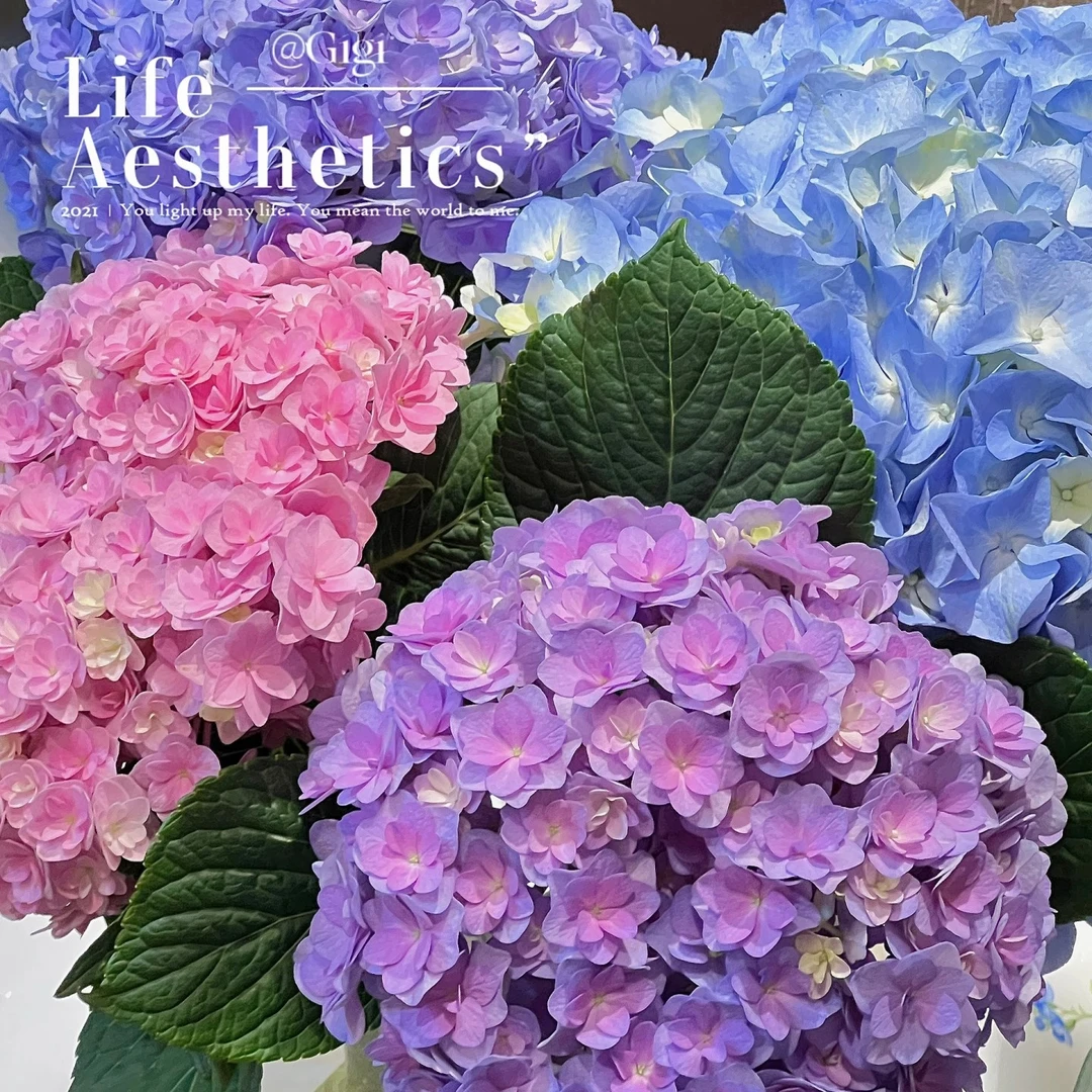 重瓣绣球一枝家居生活鲜花浓香无尽夏绿植花卉