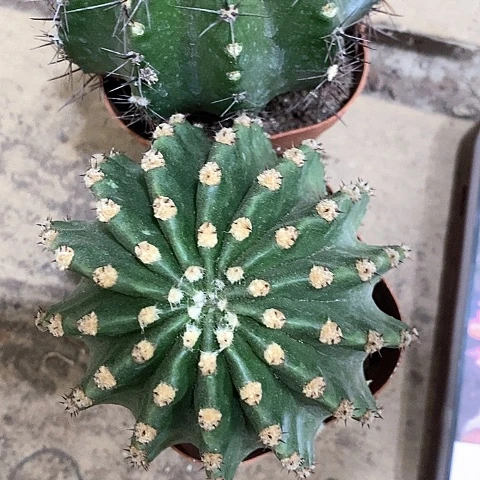 江南13➕桃花眼，5公分左右