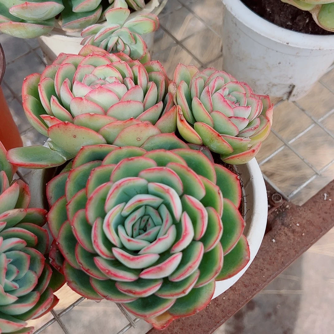 晨露多头群生老桩特价