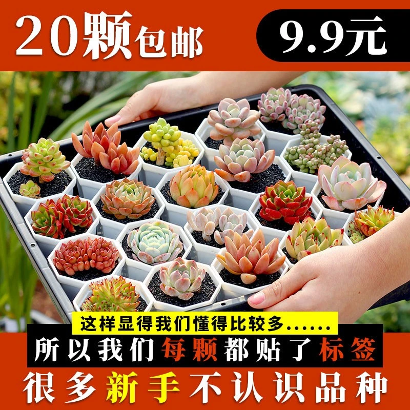 2仓A多肉小苗多肉植物组合新手套装批发室内穴苗穴盘小苗多肉