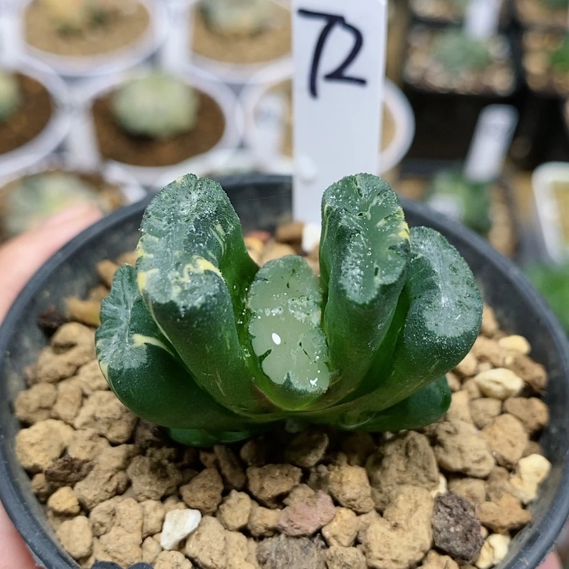 【闪购商品】72北斋