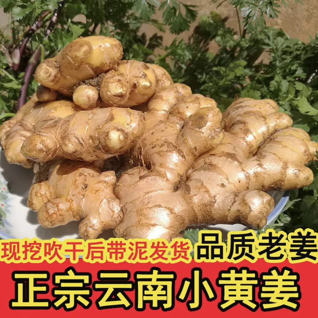 正宗云南小黄姜新鲜现挖生姜老姜月子姜农家自种高山应季蔬菜