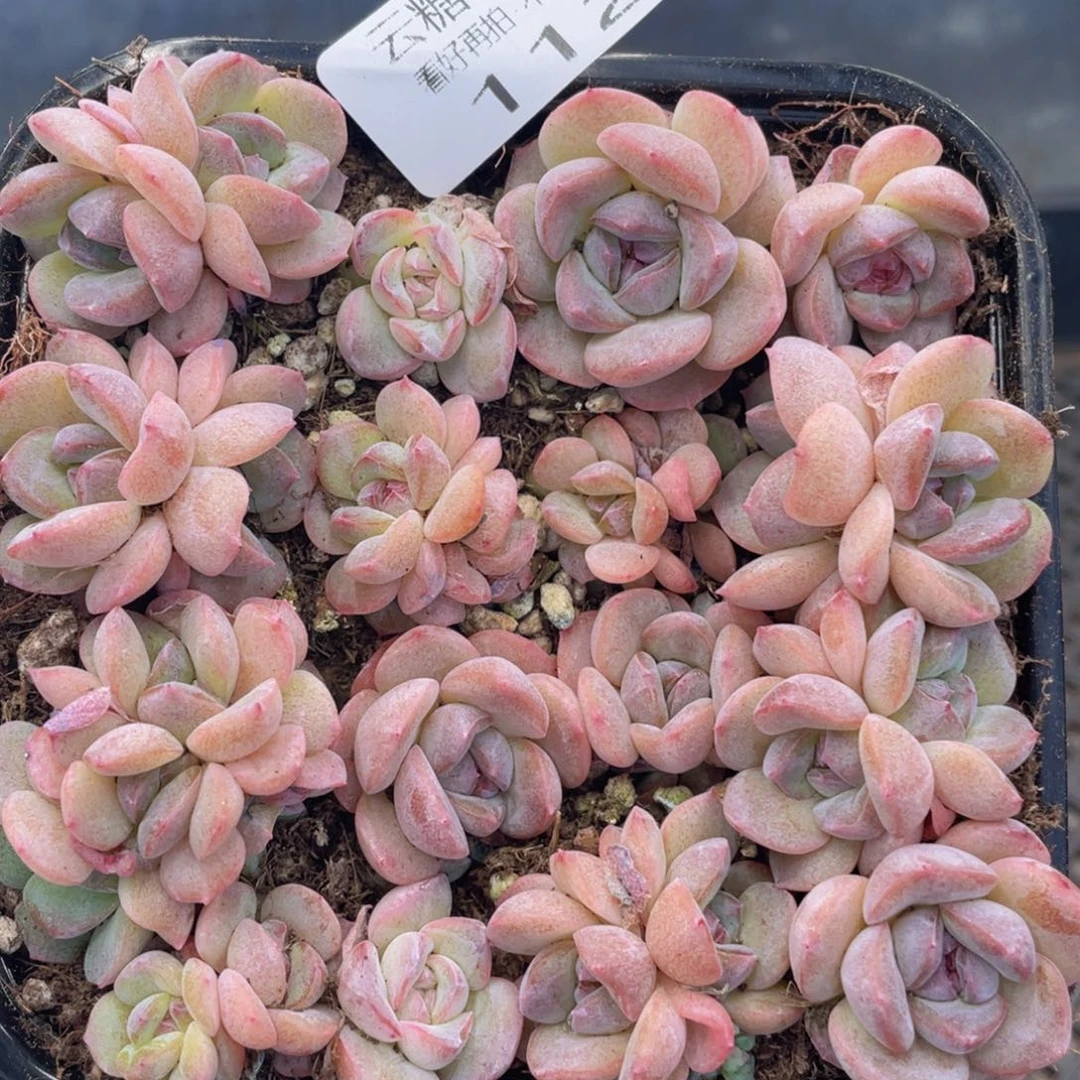 云糖心多肉植物112
