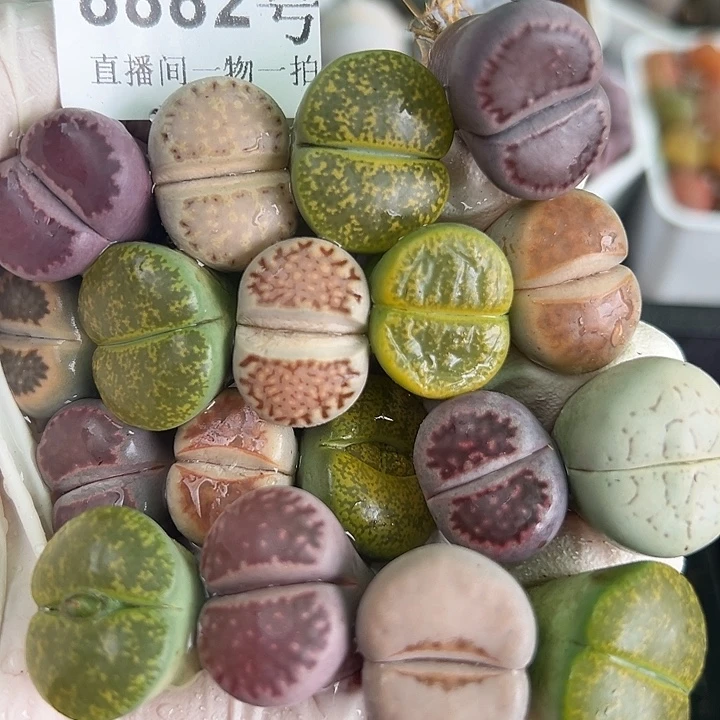 8882 好养易活生石花大母本18个