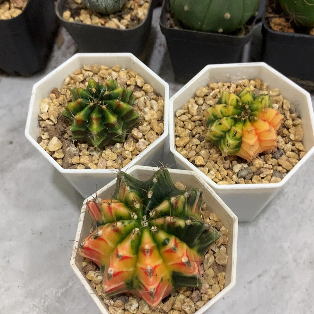 当前无花栽培后可以开花实生根米哈牡丹锦