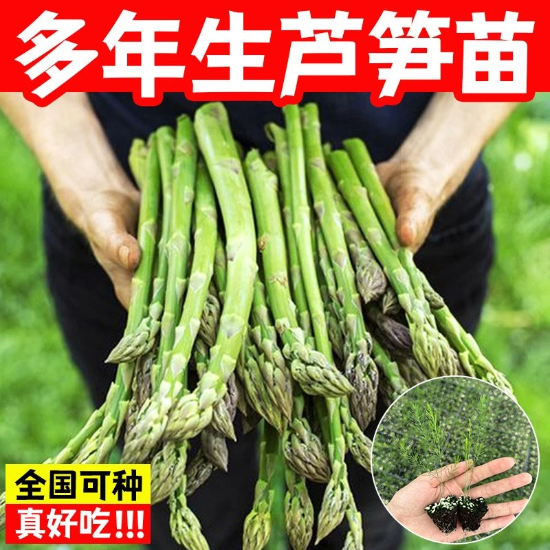 绿芦笋苗根食用蔬菜苗四季多年生阳台盆栽种植芦笋苗