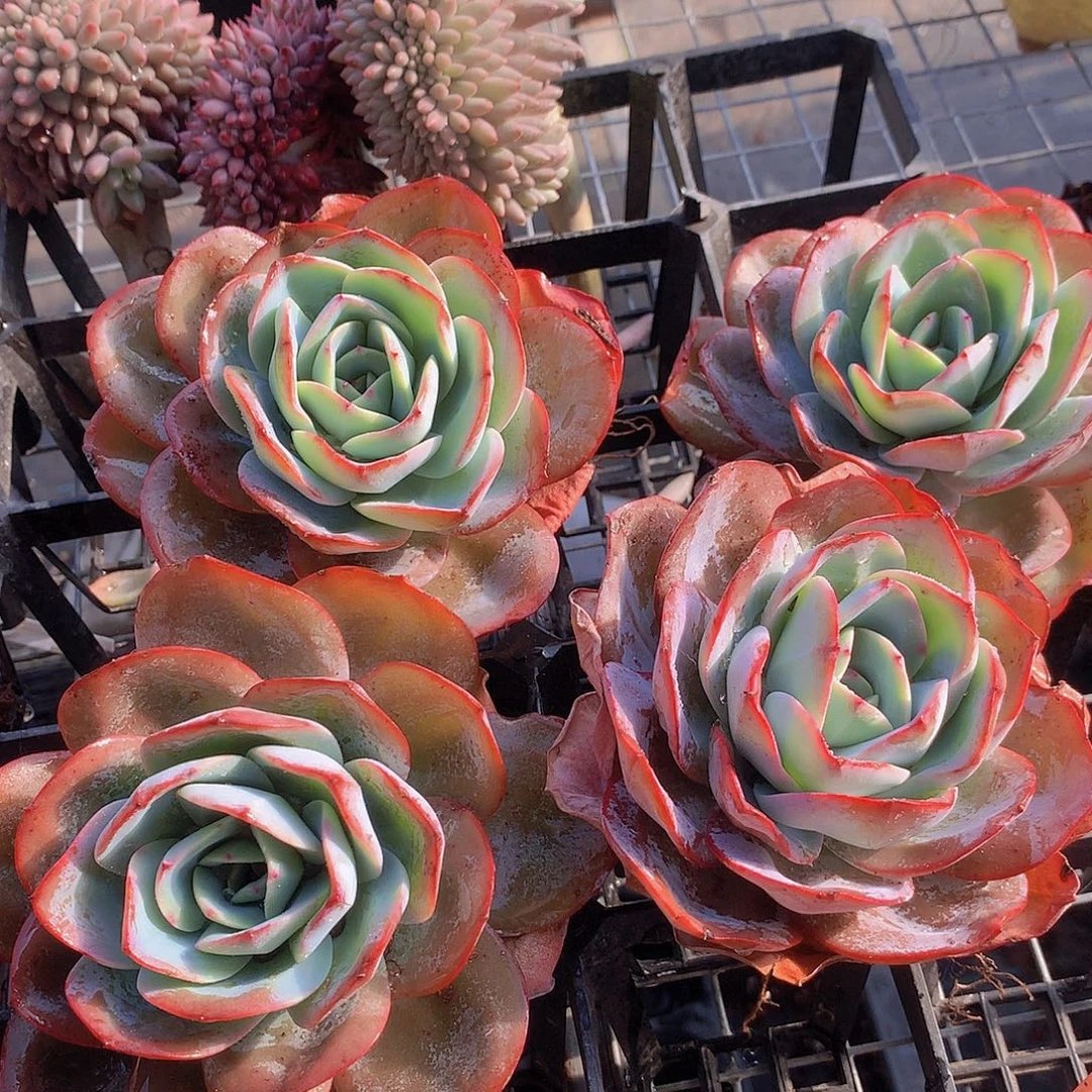 布鲁兰345688999000