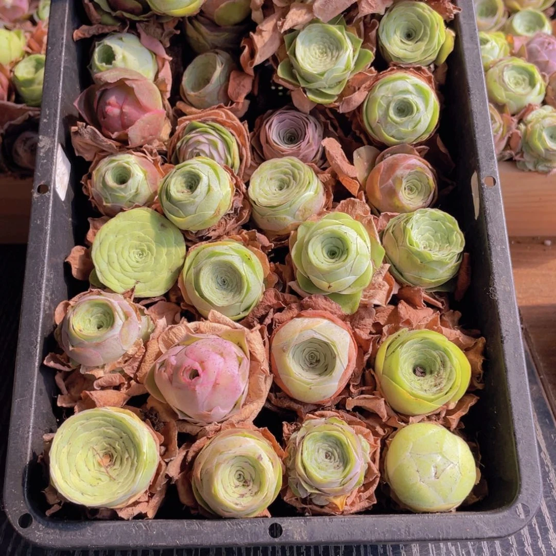 保底三十颗888888